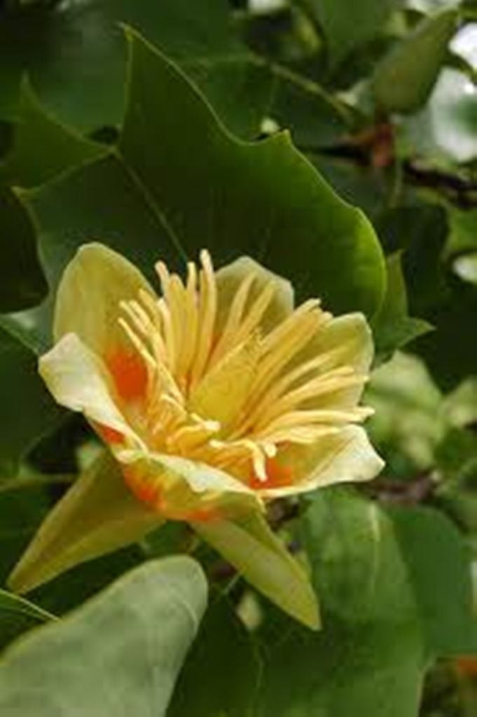 Yellow Tulip Poplar, Liriodendron tulipifa, 25 tree seeds – Nov 2024