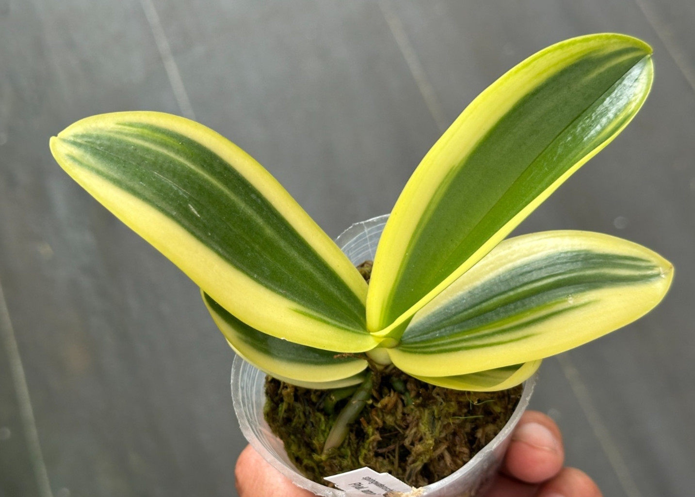 SUMMER SALE – LOVELY SE ASIA PHAL ORCHID SPECIES VARIEGATED amabilis BS