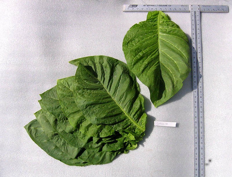 1000 Corojo 99 Tobacco Seeds ~ Wrapper Leaf Heirloom Non-GMO Nicotiana Tabacum