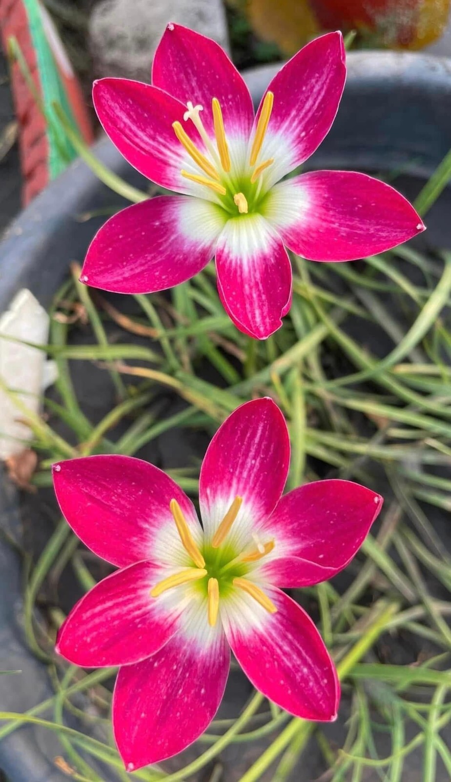 1 Z. Red Tulip Rain Lily Bulbs! Zephyranthes bulb