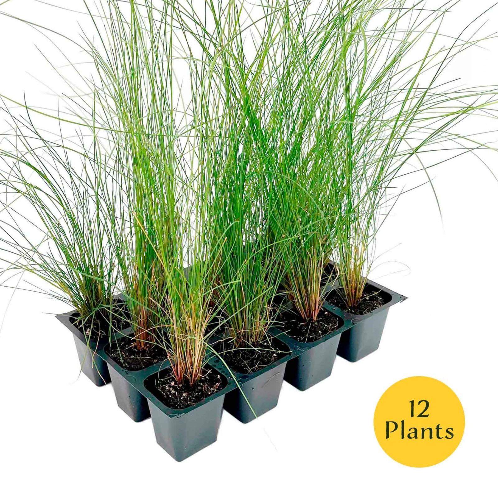 Pink Muhly Grass (Muhlenbergia capillaris) in 2.5” Nursery Cubes, Live Plants