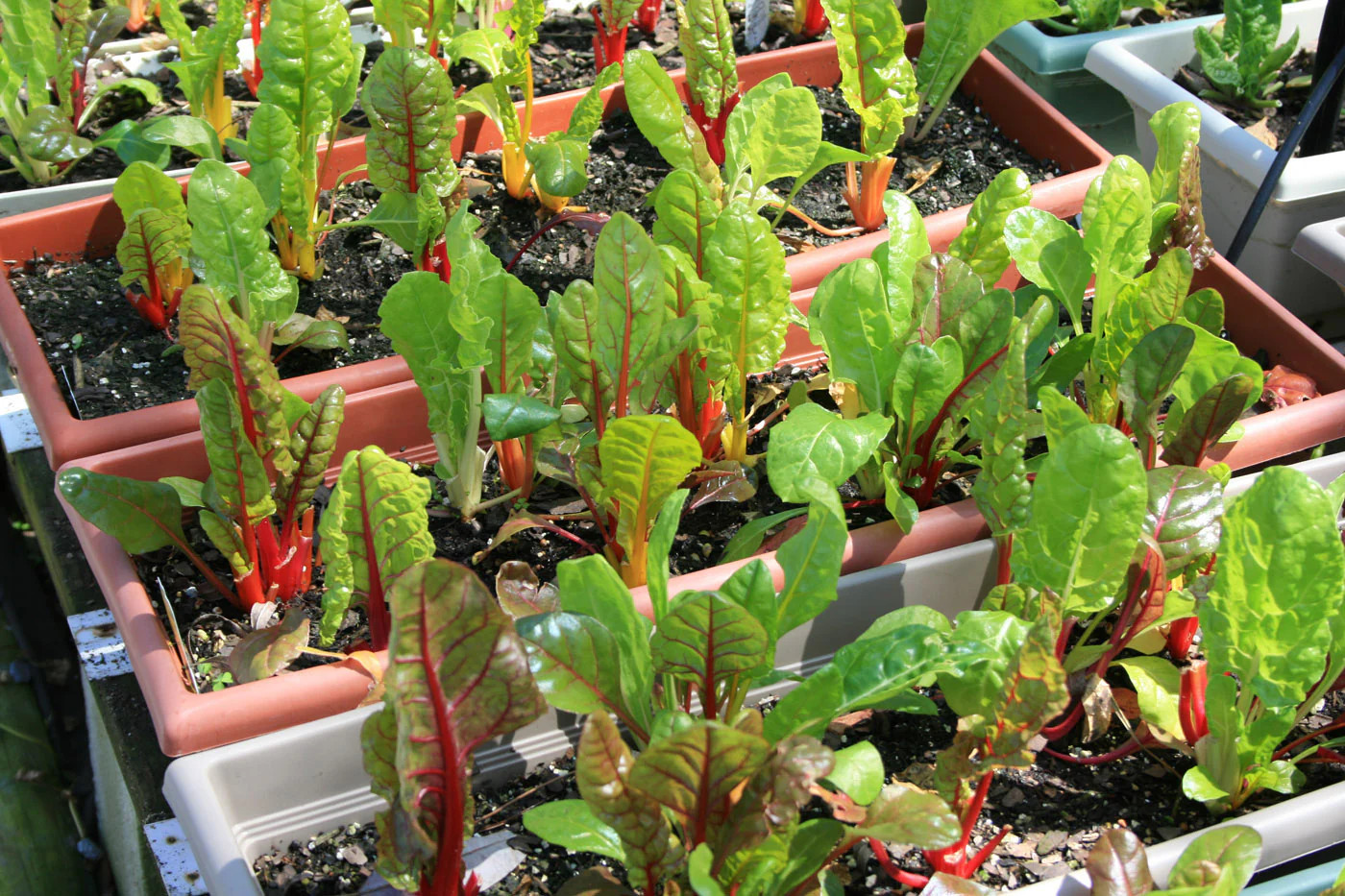 Northern Lights Swiss Chard Seeds | Silver Beet Silverbeet Rainbow Seed 2024