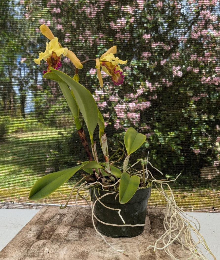 Orchid Eros- C. dowiana v. aurea x sib