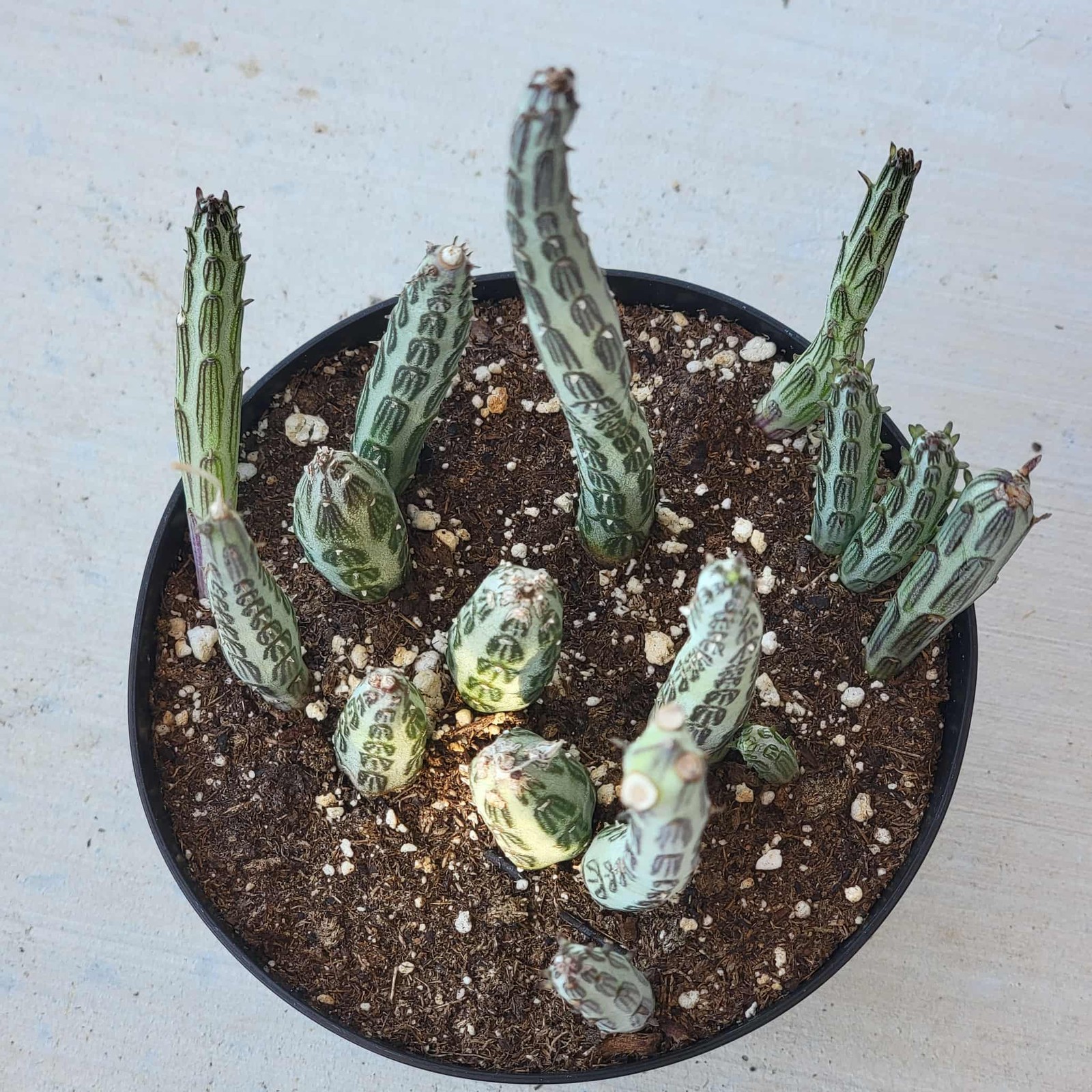 Kleinia stapeliiformis ‘Pickle Plant’