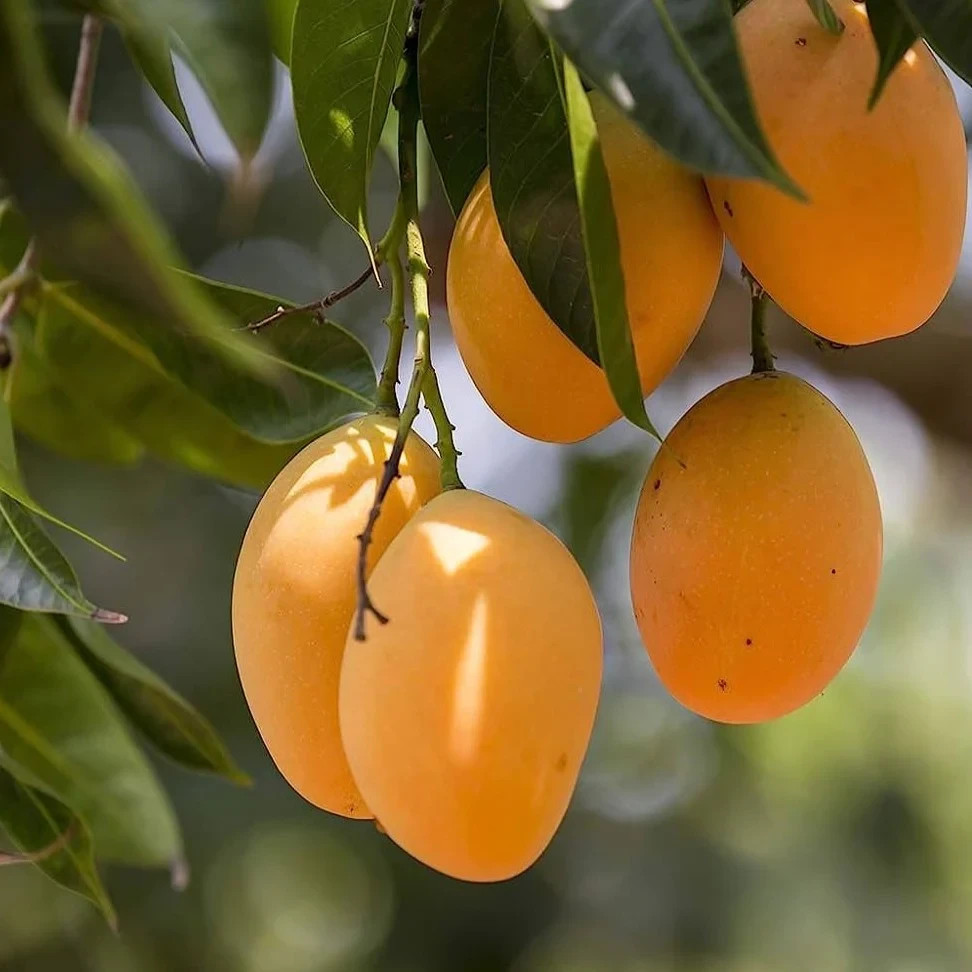 Big Grafted Mango (Mangifera ) Alphonso Live Fruit Tree (1.5-3 ft) Indica