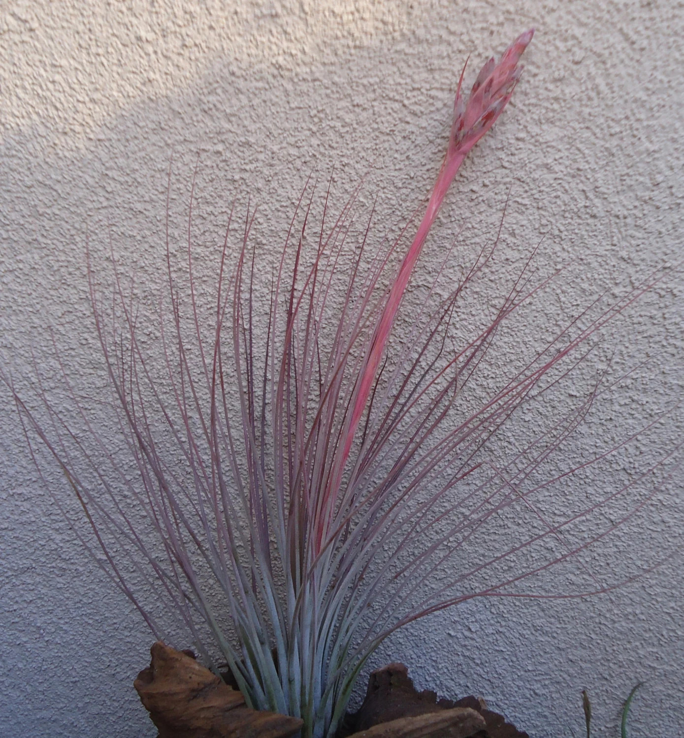 Large Tillandsia Juncea Air Plants 12-18″ Tall