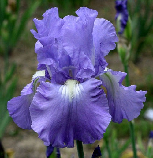 1 Tall Bearded Iris Rhizome/Bulb~VICTORIA FALLS~Reblooming~Blue/Purple Flowers