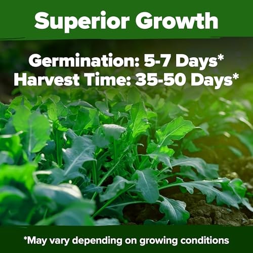 Roquette Seeds Bulk Mix | 2,175+ Heirloom Non-GMO Flower Seed 1-Pack Arugula