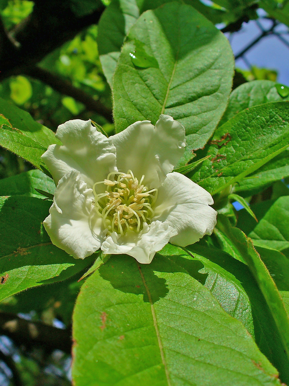 Showy Medlar, Mespilus germanica, Tree Seeds (Edible)