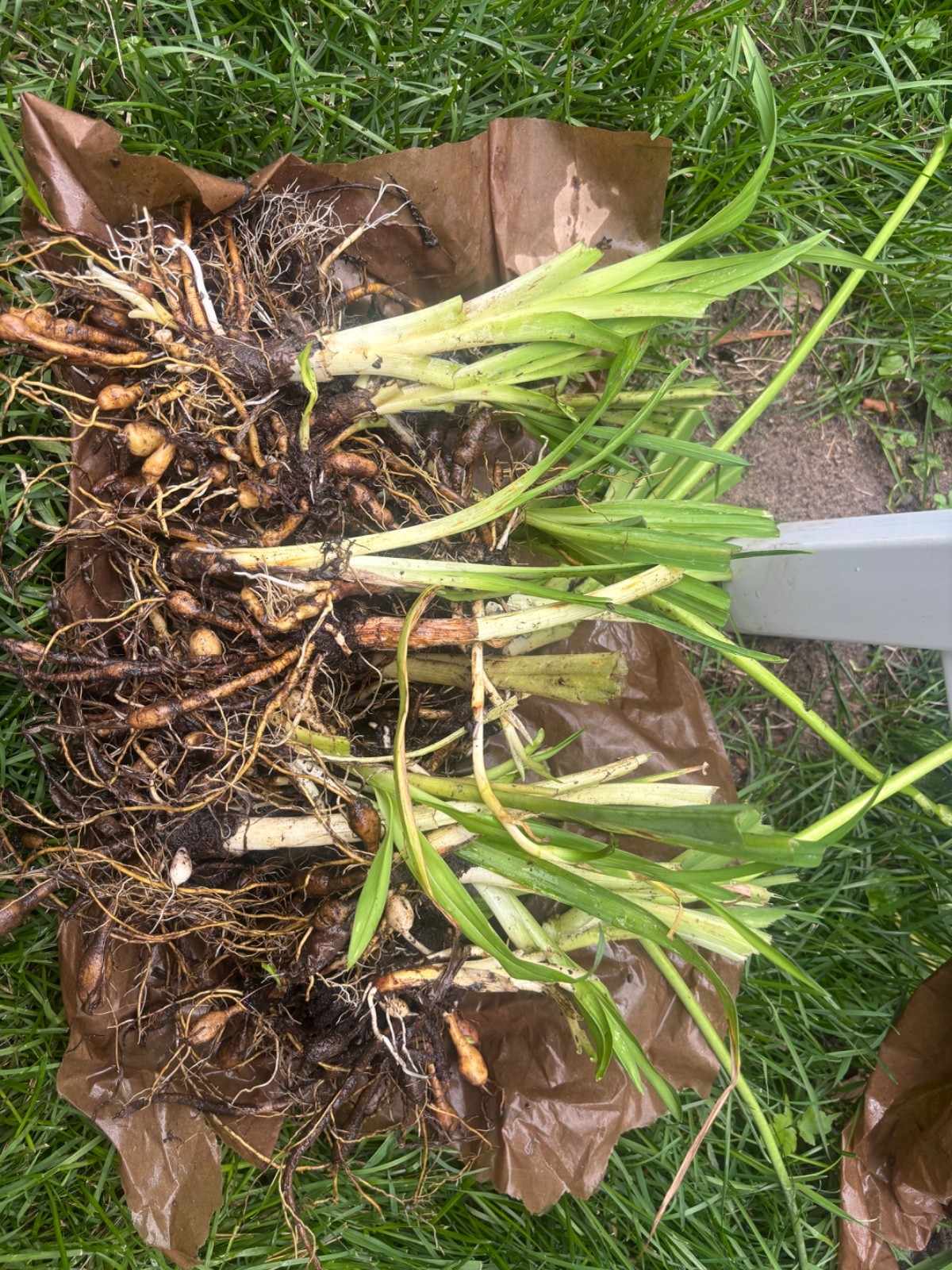 10 Orange Daylily BARE ROOTED PLANTS. Multiply Rapidly