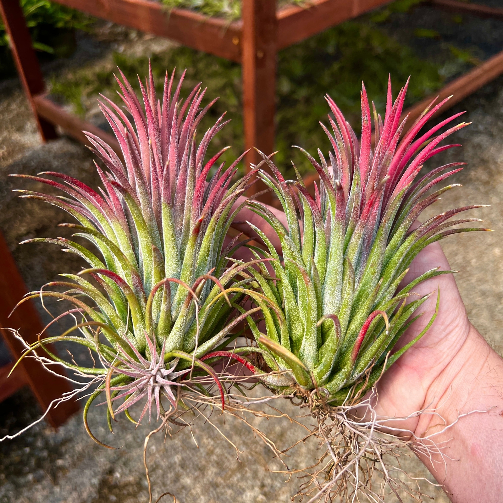 Ionantha ‘Curly Giant’ Air Plant (Our Largest Growing Ionantha Variety)