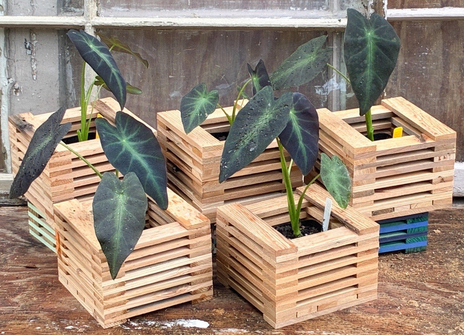 Healthy Colocasia Black Magic black elephant ear Live Plant Rhizome