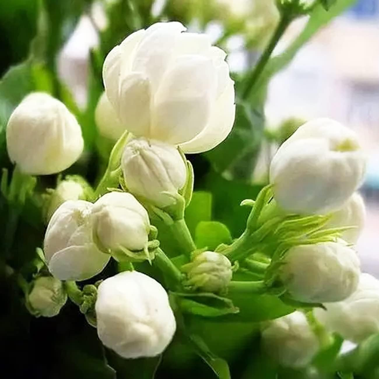 100+ Climbing Jasmine Flower Seeds Fragrant Plant for Planting Garden Home Four