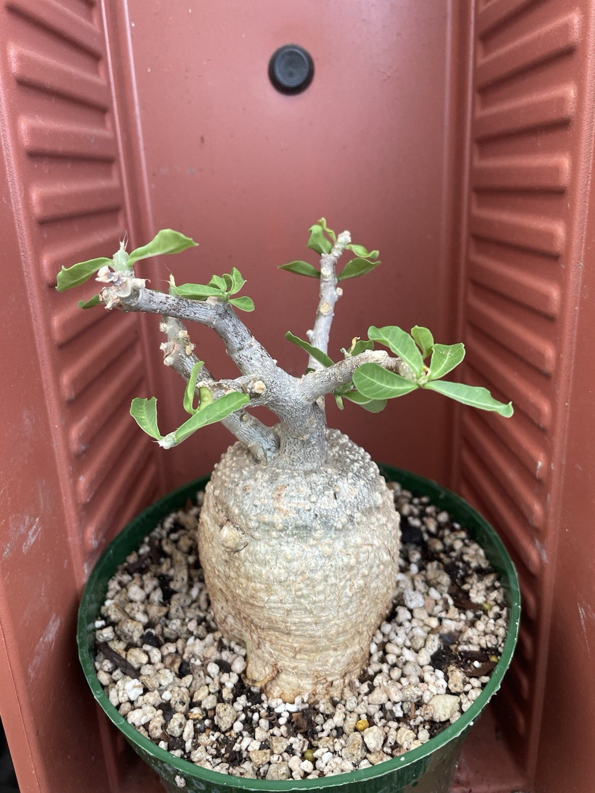 FOCKEA Edulis Live Succulent Plant Caudiciform Bonsai Tree Hottentot Bread Large