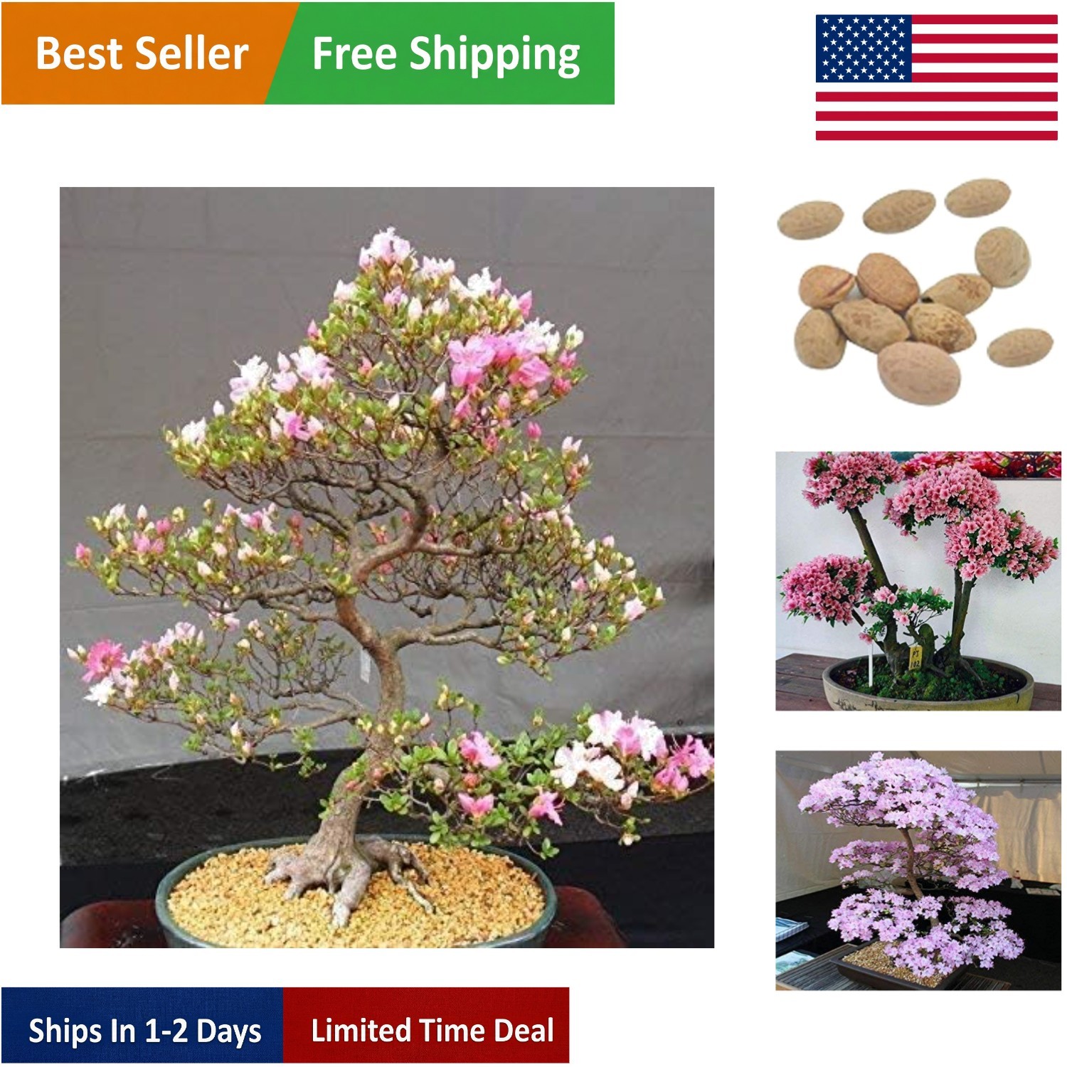10 Japanese Cherry Blossom Bonsai Seeds – Perfect for Full Sun and Partial Shade