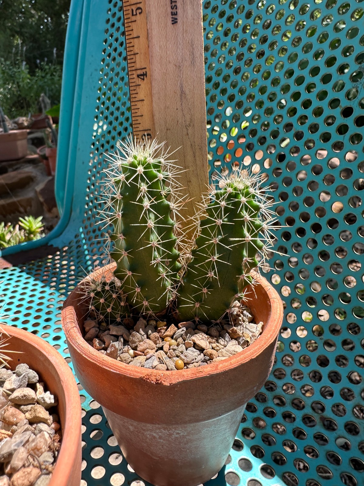 Echinocereus Coccineus Scarlet Hedgehog Cactus Claret Cup Bare Root Cold Hardy