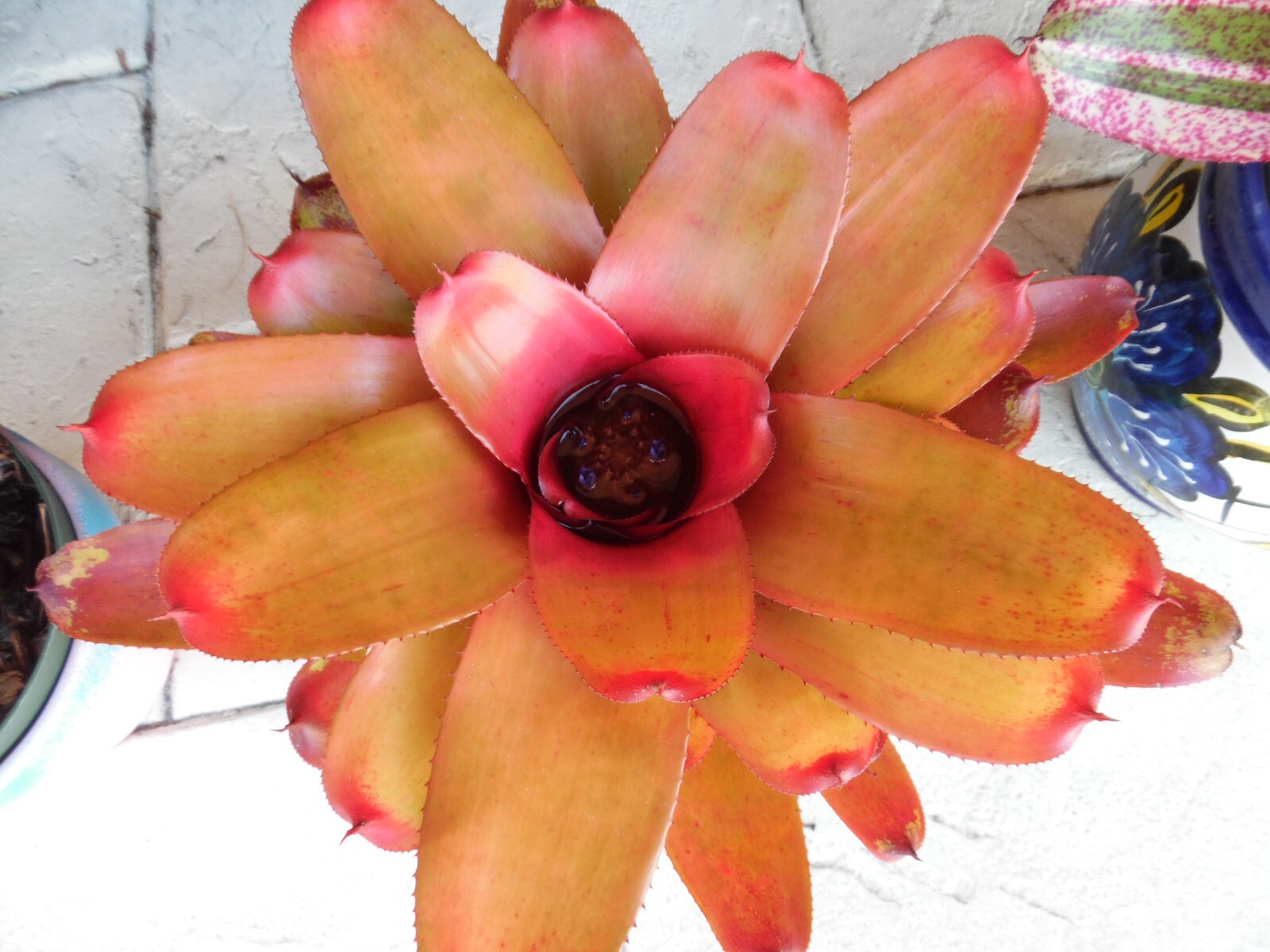 Neoregelia MANDARINA Bromeliad one tropical plant *MEDIUM*