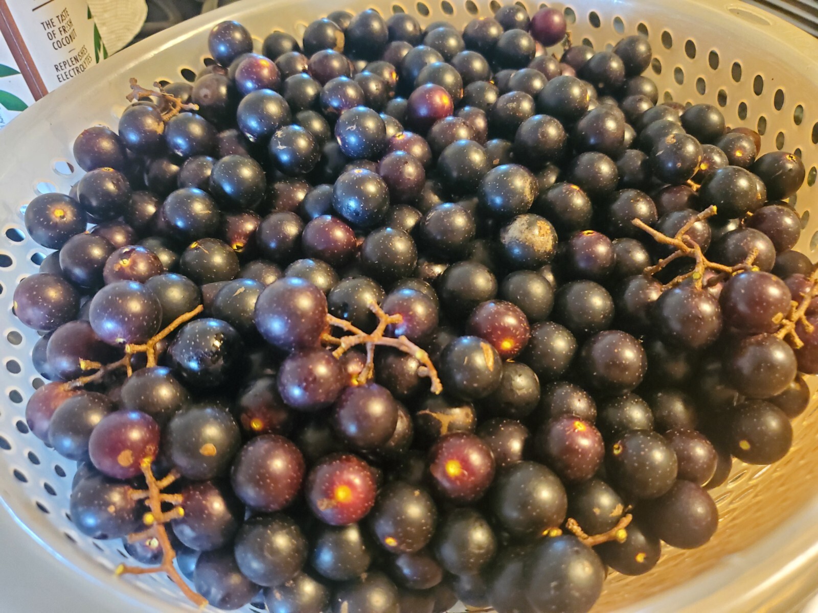 1 oz. NOBLE Florida Muscadine Grape Seeds Vitis Rotundifolia Edible, Wine