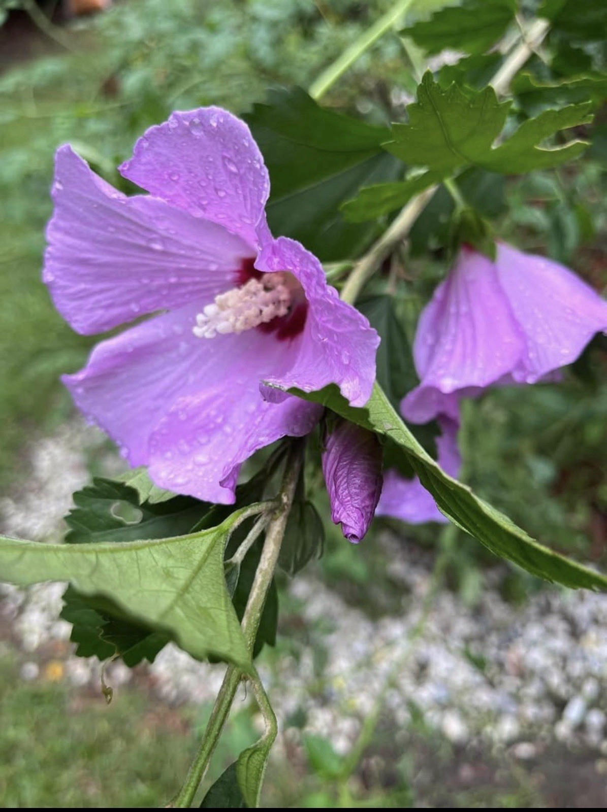 Purple Althea Hibiscus Rose of Sharon – Plant – Cold Hardy