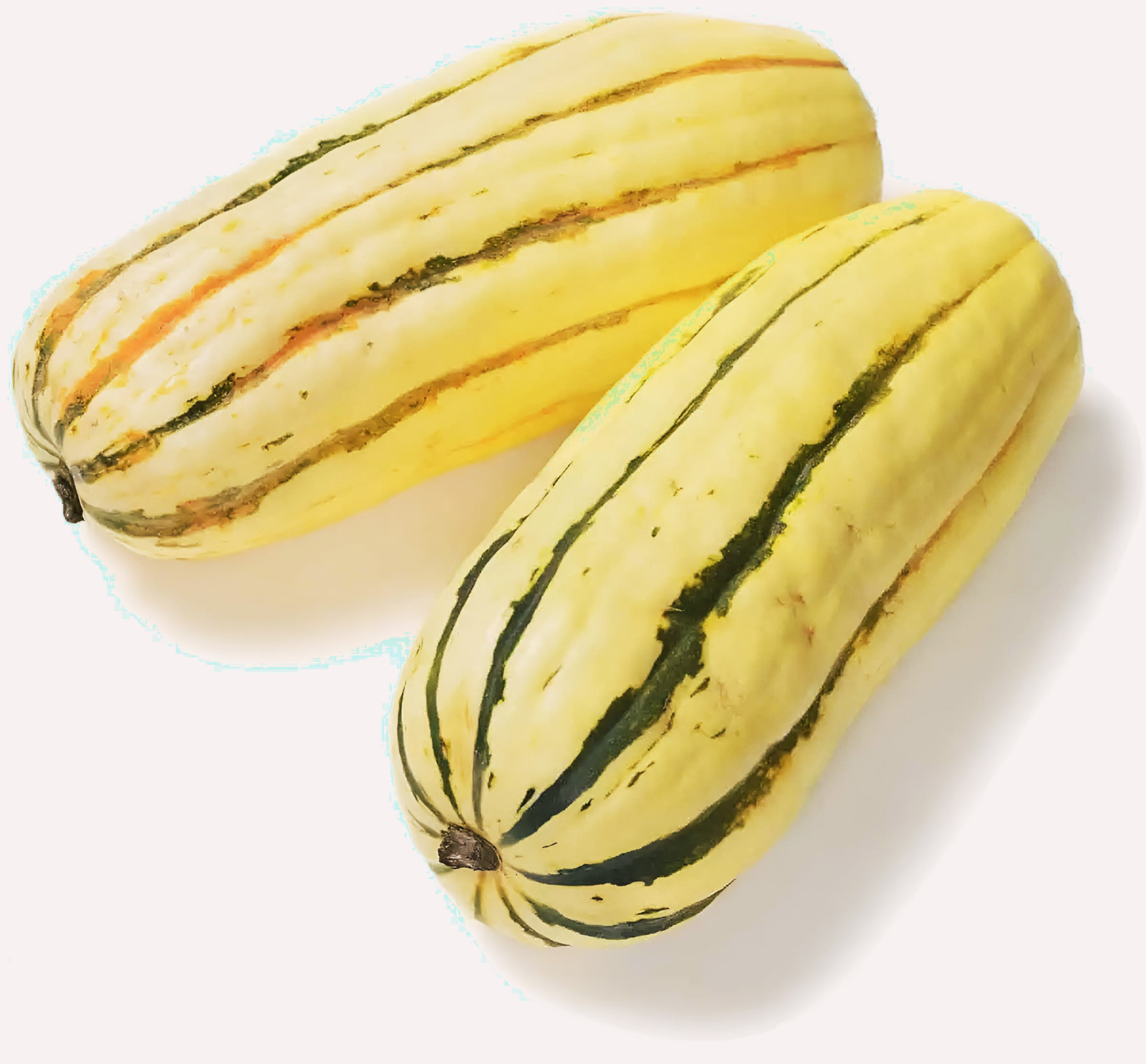 15 ~ Delicata Winter Squash Heirloom Seed (Cucurbita spp.)