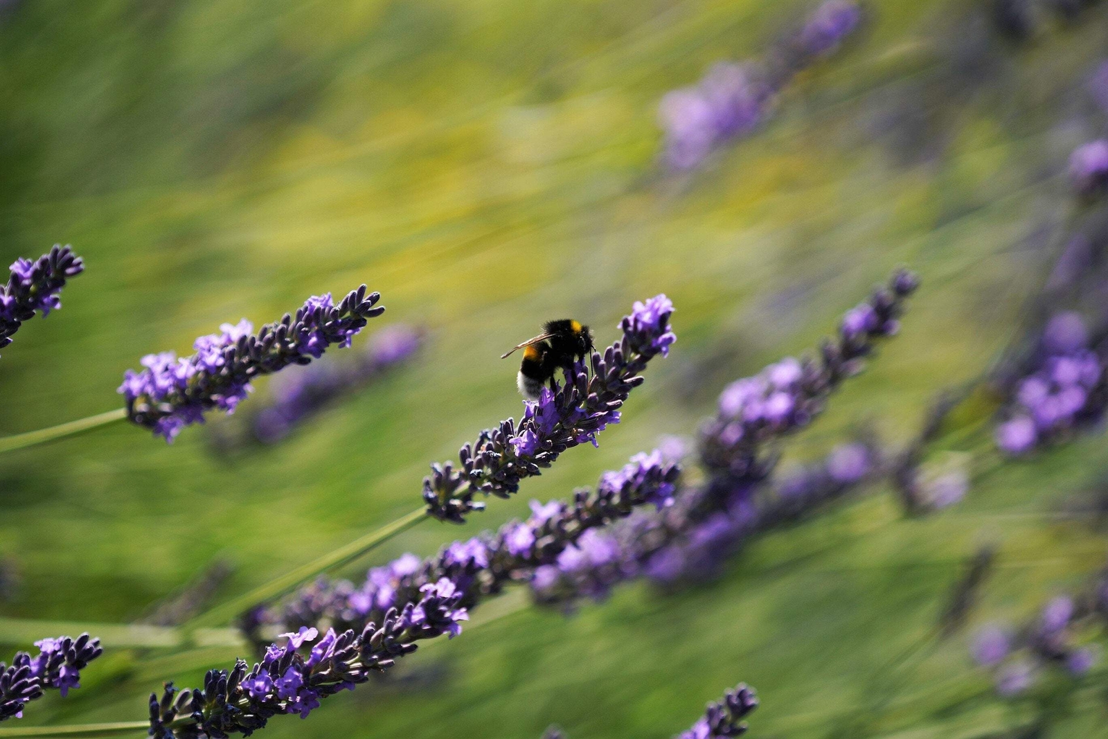 150 Portuguese SPIKE LAVENDER Lavandula Latifolia Blue Purple Flower Herb Seeds