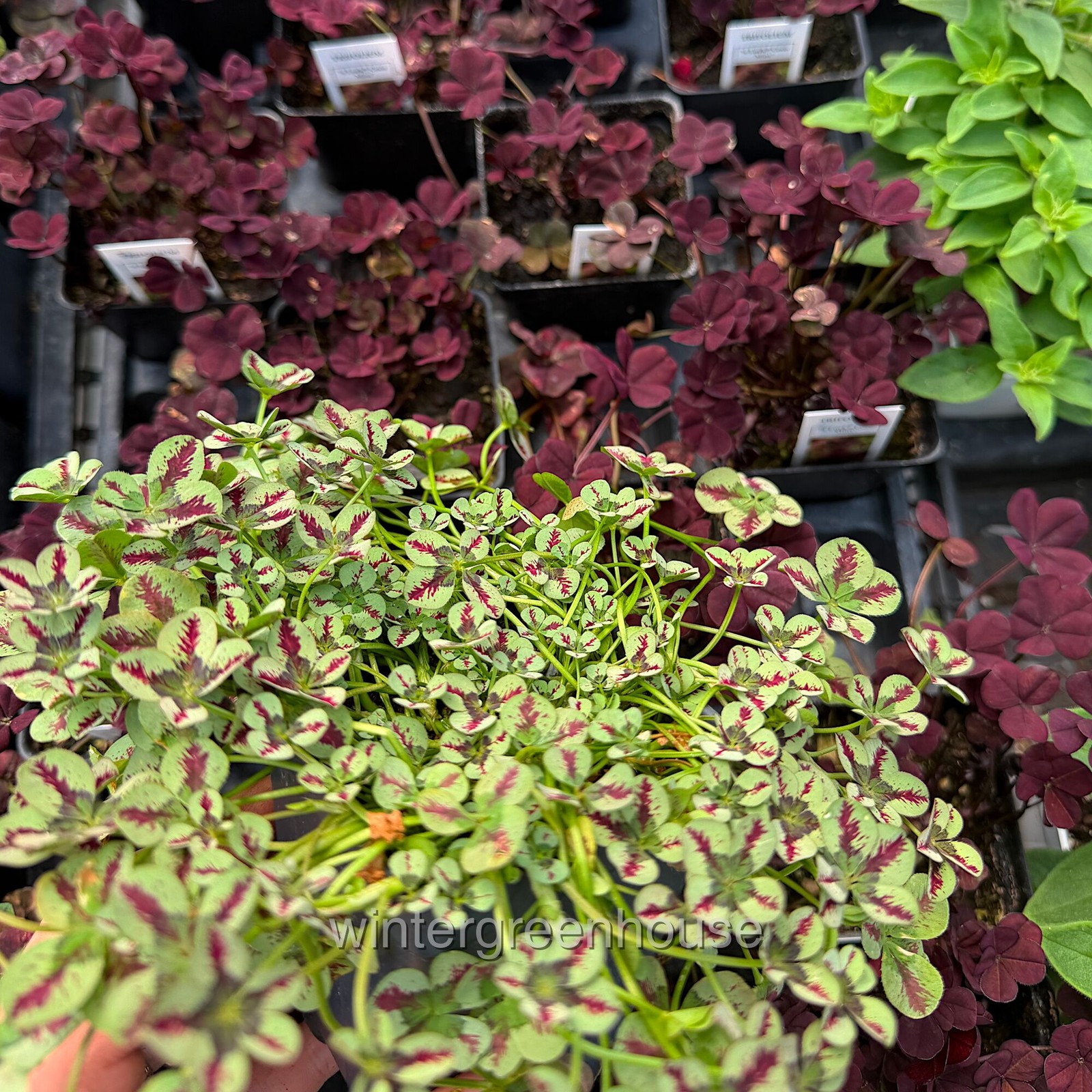 Trifolium Lucky Clover, Red Stripes, Shamrock Clover