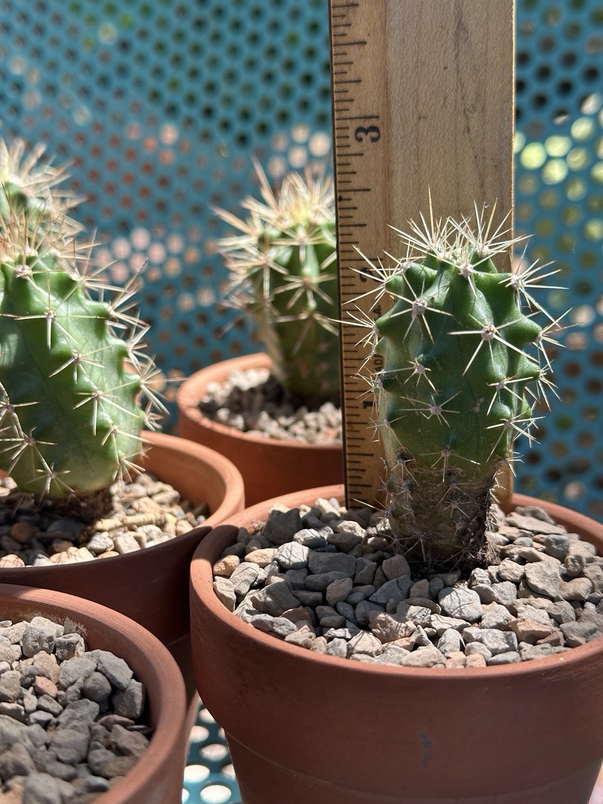 Echinocereus Coccineus Scarlet Hedgehog Cactus Claret Cup Bare Root Cold Hardy