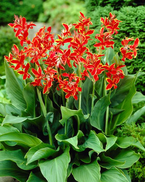 Lucifer Dwarf Canna Lily Flower 28″ Variety 1 Rhizome Bulb