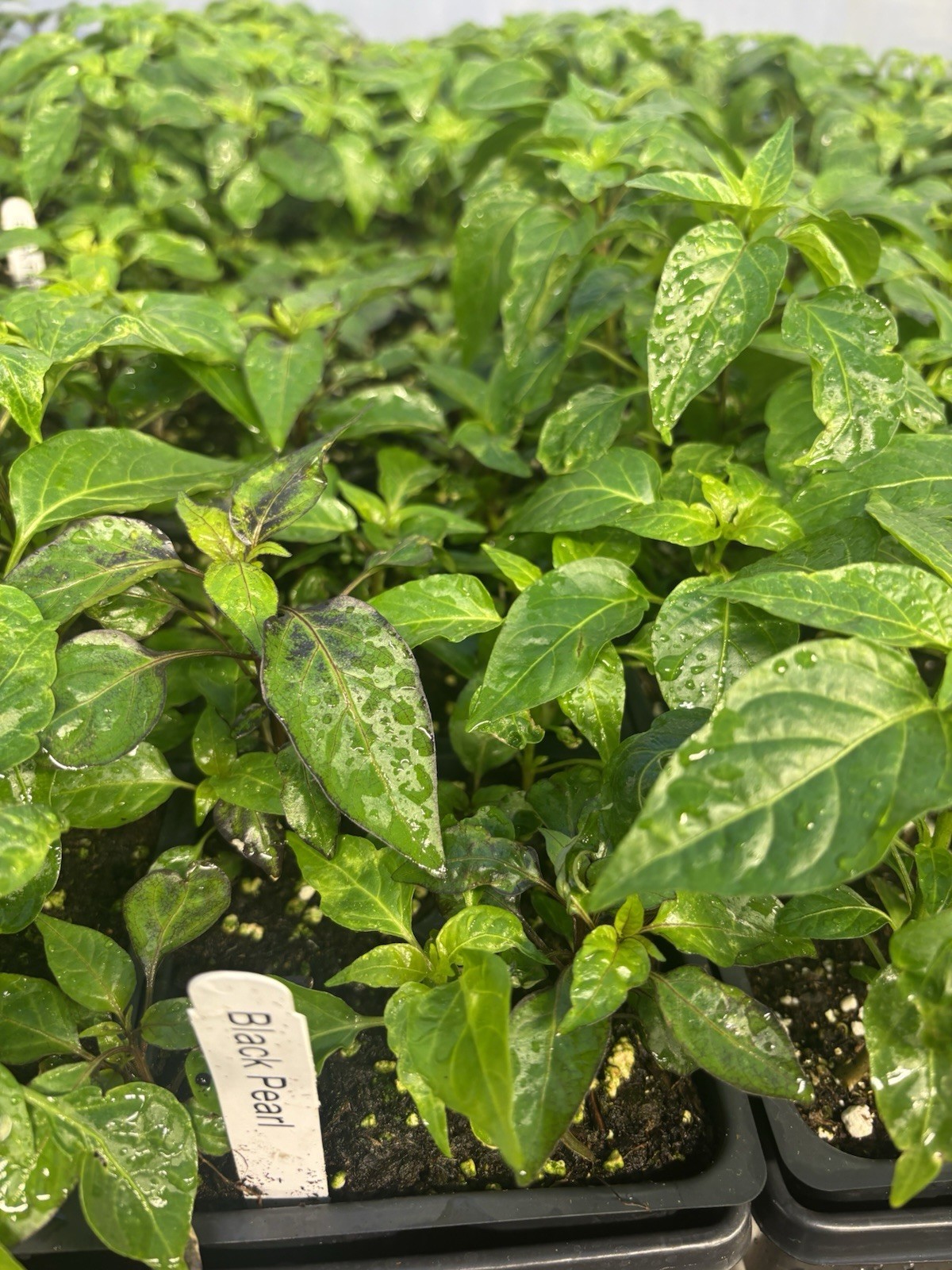 Lot of 3 (75+ DAYS OLD) BLACK PEARL Black Leaf Hot Pepper LIVE PLANTS Ornamental