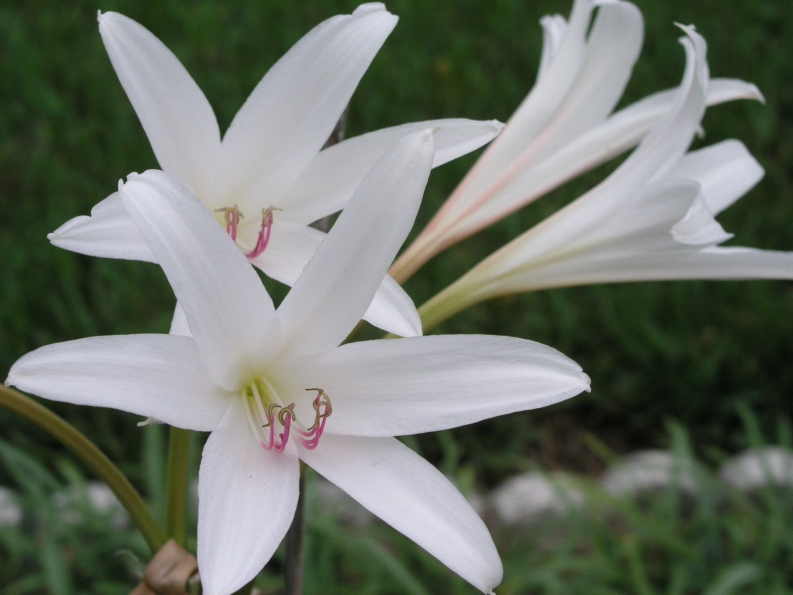 Crinum Lily, GRAB BAG, 30 bulbs, at least 10 types – over 50% off