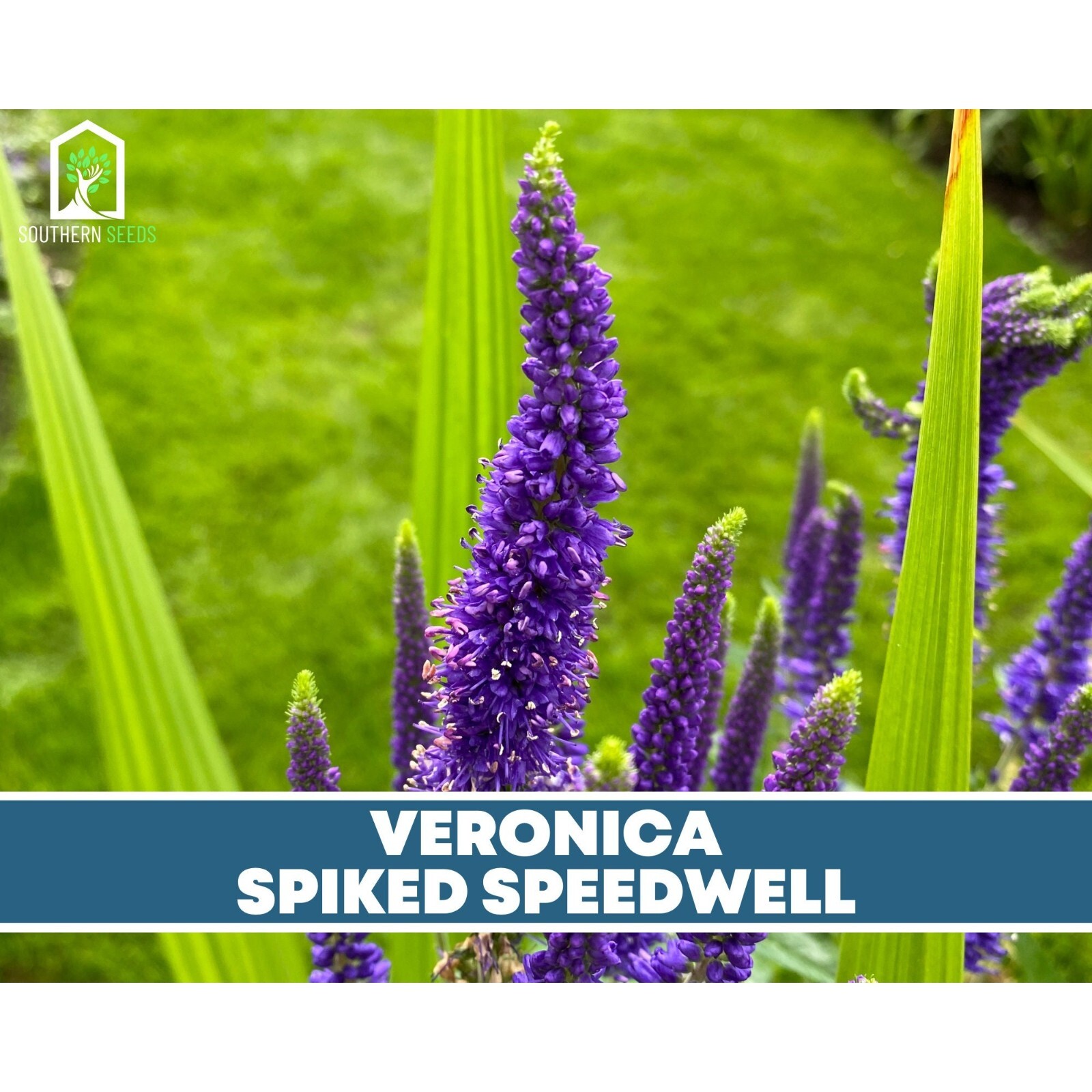 Veronica (Spiked Speedwell) – 50 Seeds (Veronica spicata)