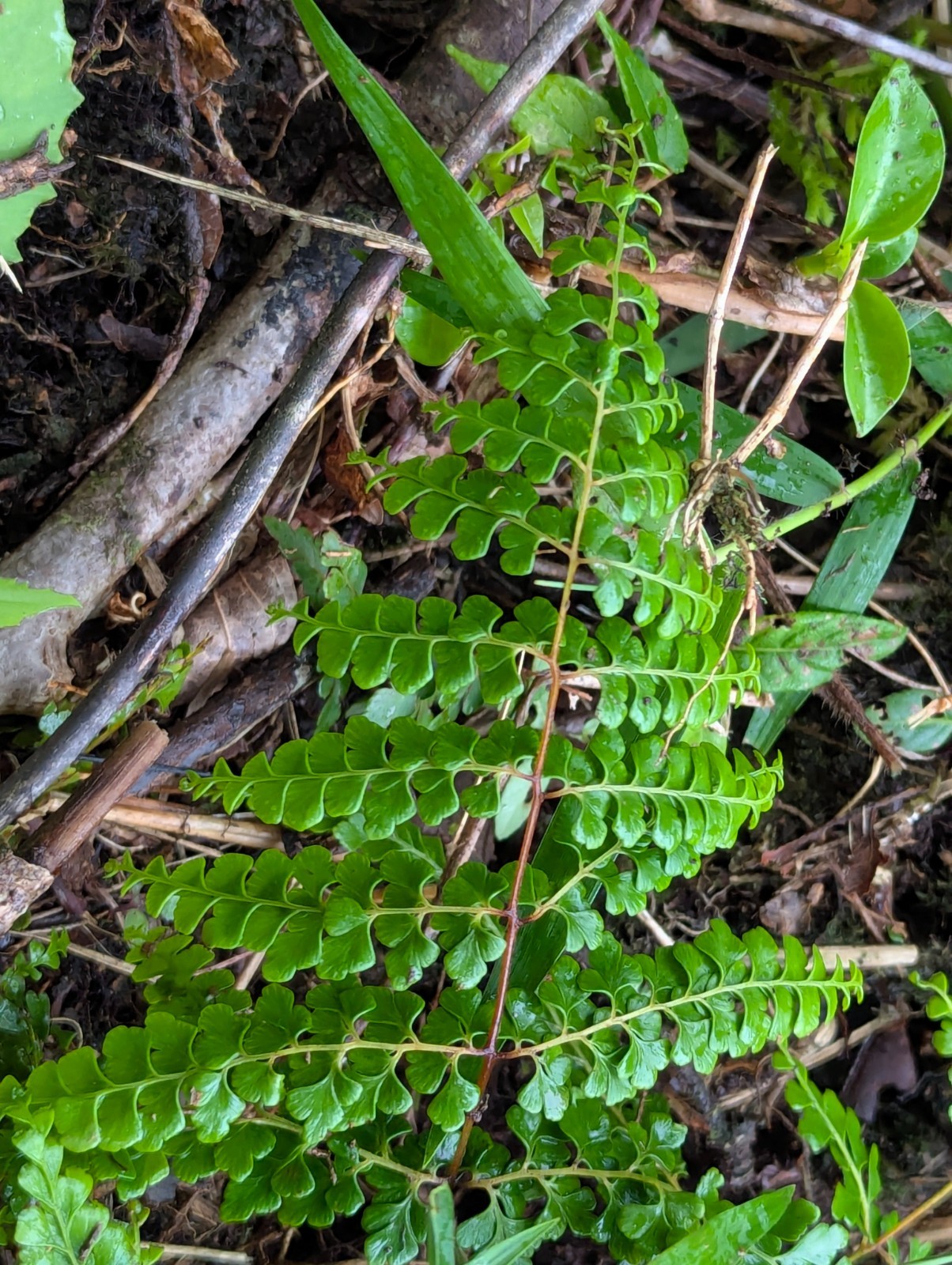 x2 EX Rare Bare : Odontosoria Ferns 3″in tall e/a Tropical Spreading Groundcove