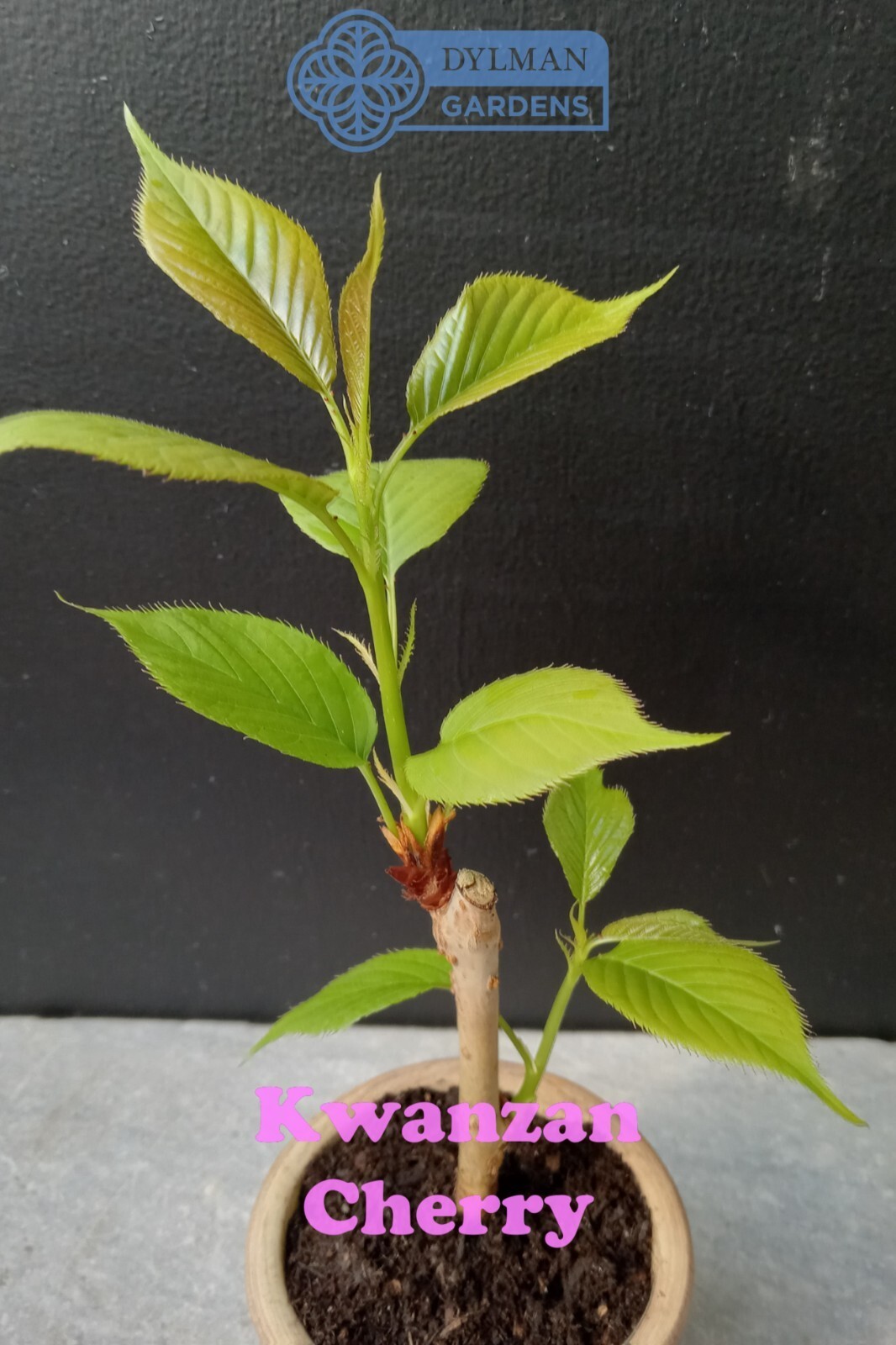 Kwanzan Cherry Tree (Prunus serrulata ‘Kwanzan’) Ornamental – Multiple Sizes