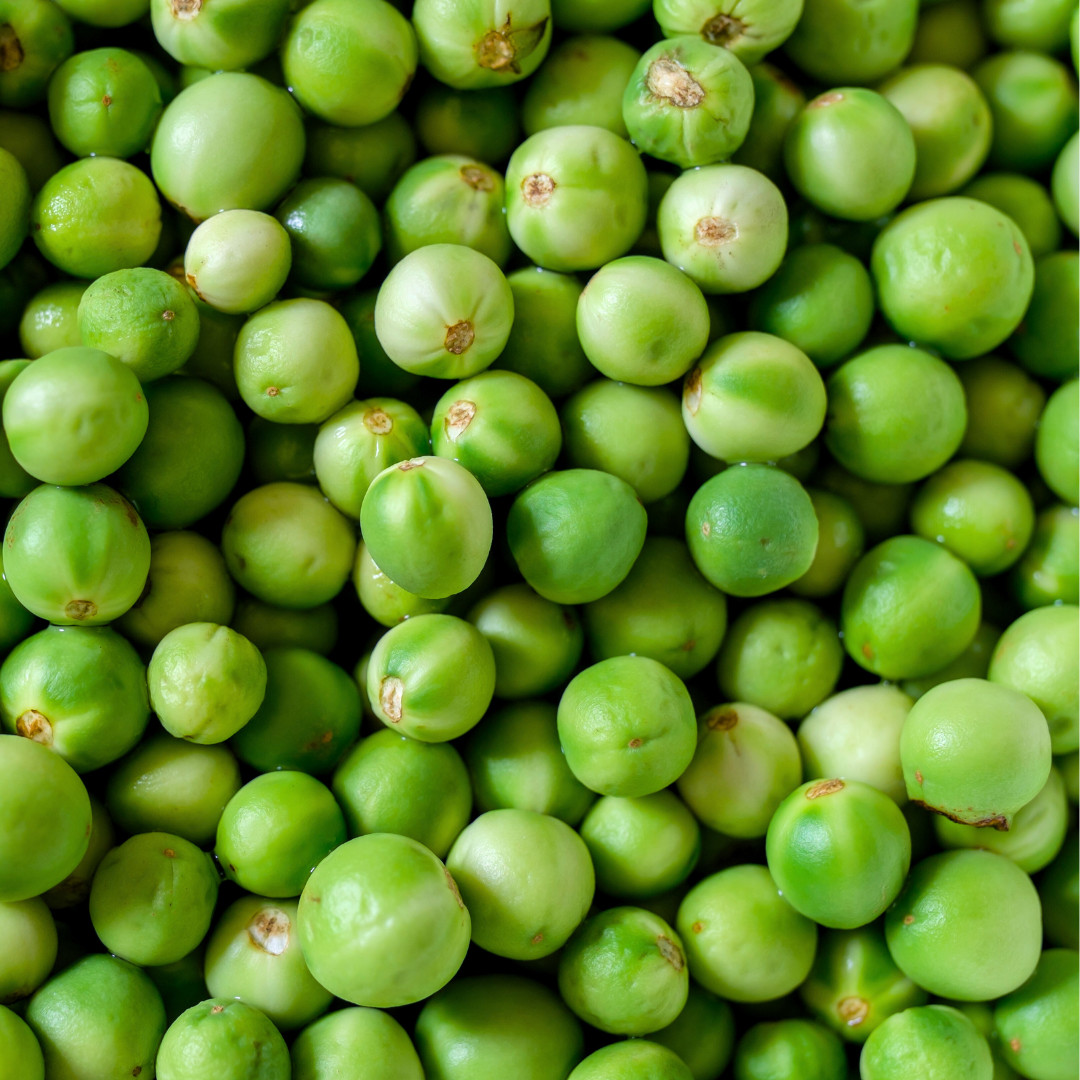 Fresh Pea Eggplant Seeds | Thai | Makheua Phuang | Heirloom Non-GMO | Vegetable