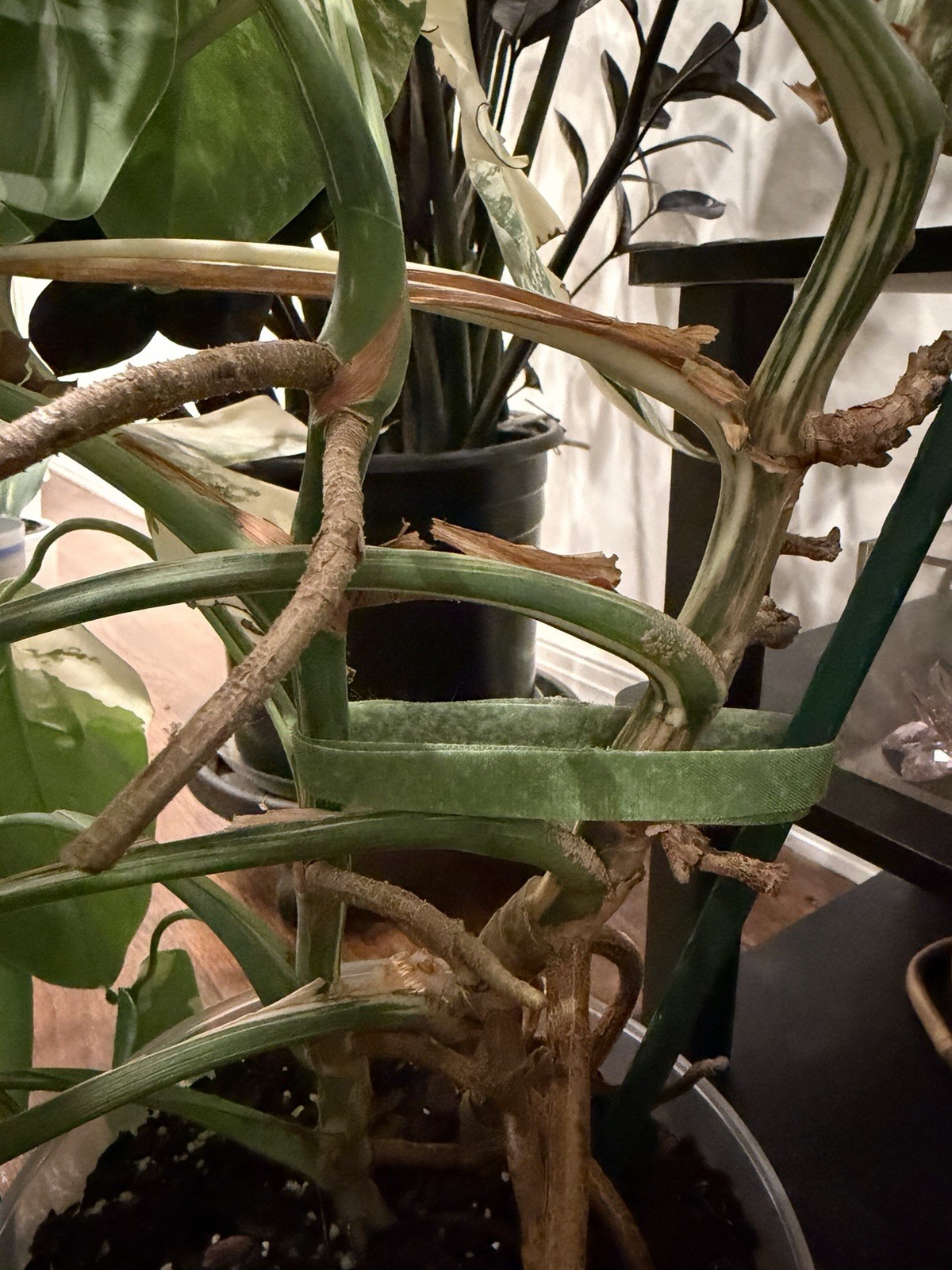 X-Large Monstera Albo 50”+ Plant NYC local pickup EXACT PLANT