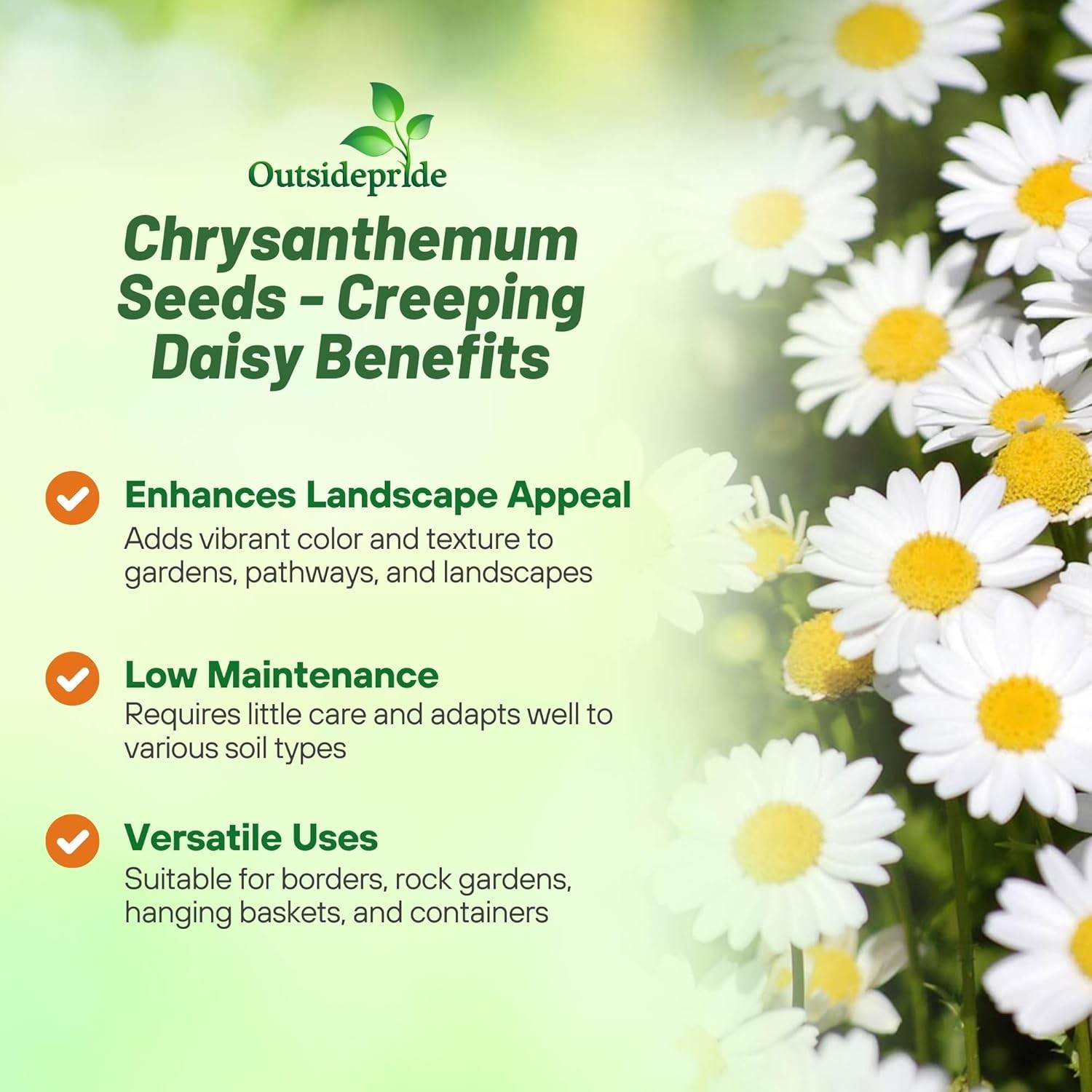 10000 Seeds Creeping Daisy Seeds – Chrysanthemum Paludosum Flower Seeds