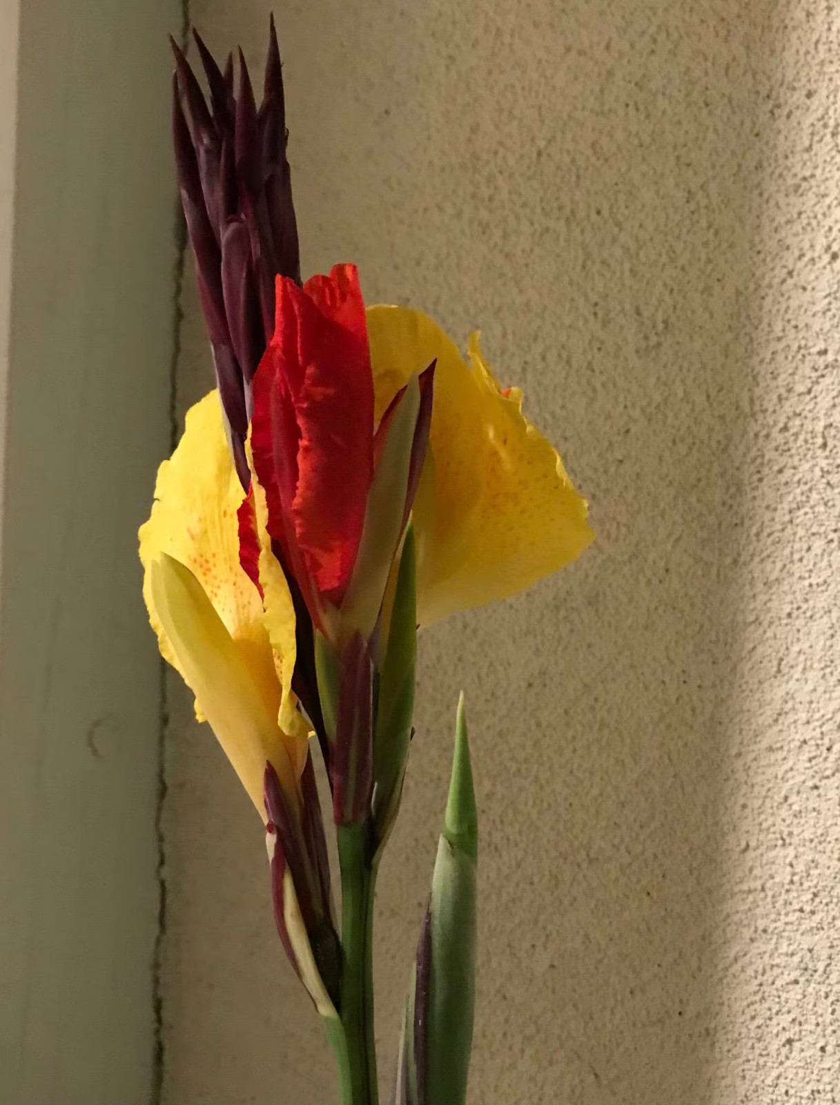 Canna Lily Cleopatra Rhizome: Variegated Foliage, Exotic Blooms – 1-Rhizome