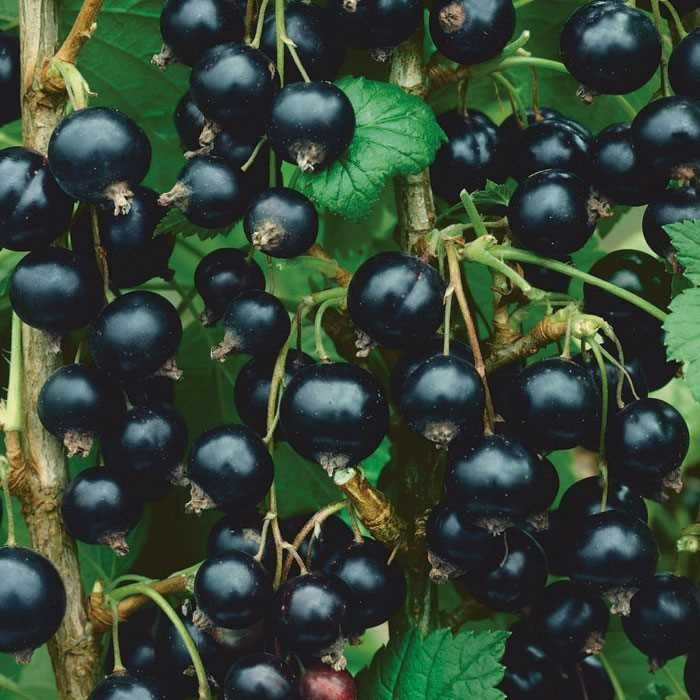 1 Consort black Currant live rooted starter plant, edible Shrub. Zones 4-8.