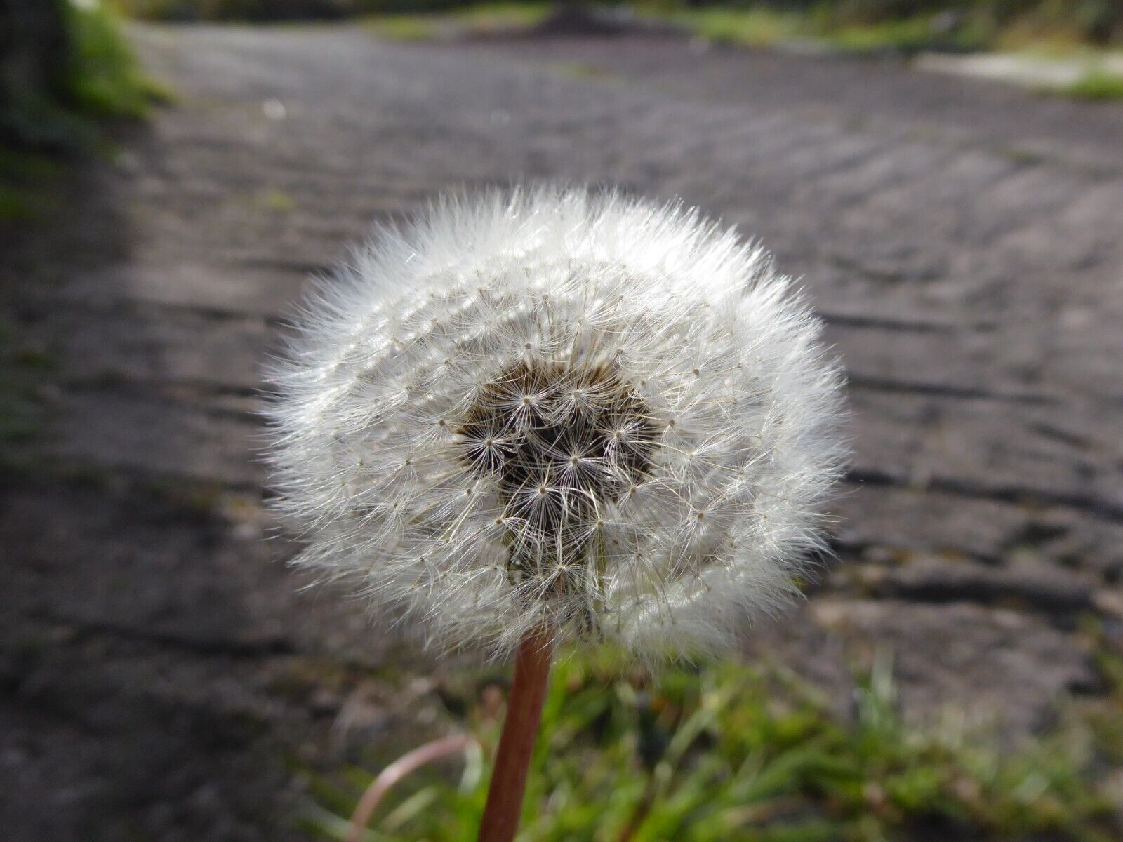 Dandelion Flowers Seeds Edible Flowers, Wild Organic-Non GMO- Heirloom Seeds