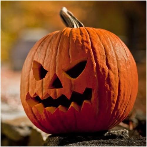 Spooky Mixture Pumpkin Seeds For Planting (Cucurbita pepo / maxima)