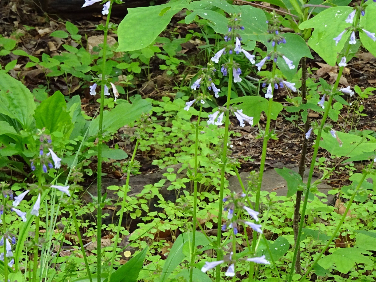 Lyreleaf Sage Salvia Lyrata Native 300 seeds Fresh From 2023 for Hummingbirds