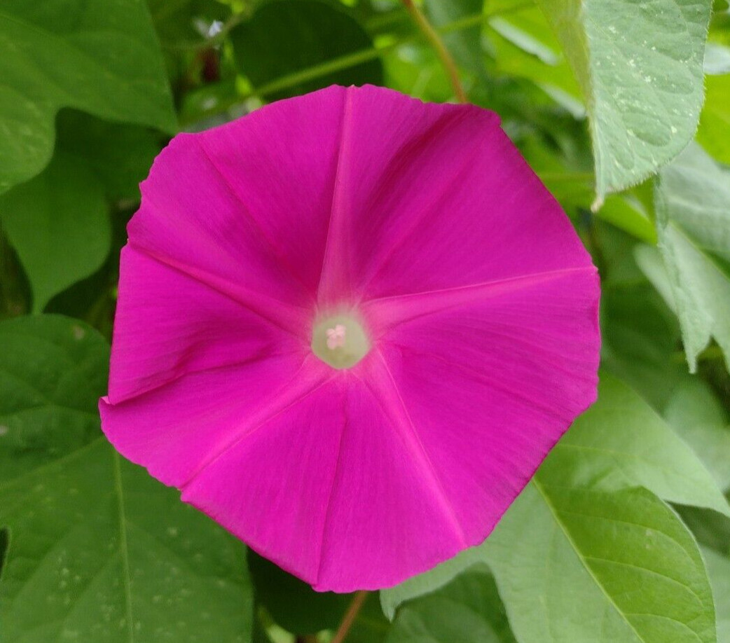 100+ Morning Glory Seeds Mystery Mix | Purple/Blue/Orange/Red/Pink/White/Striped