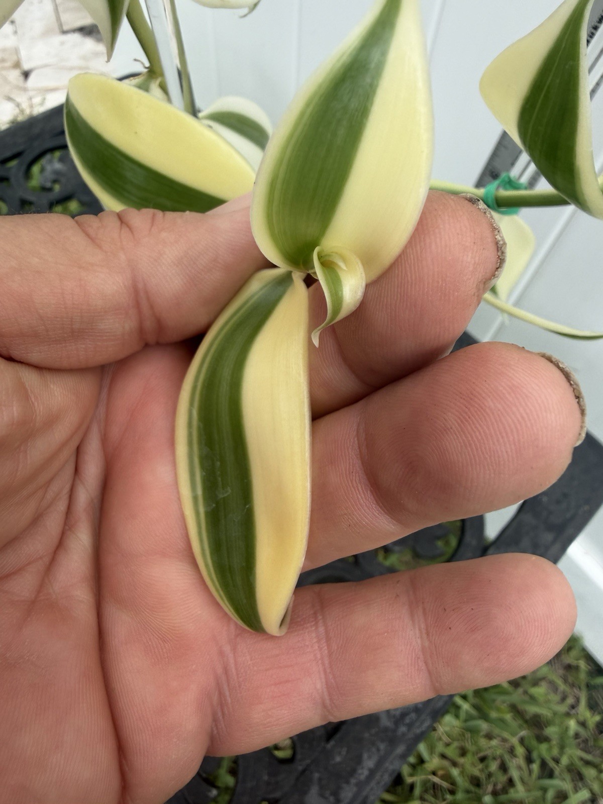 Large Plant 5” WHITE Variegated Vanilla planifolia Orchid Variegata