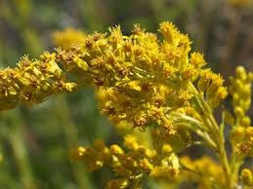 3 Goldenrod Solidago Bare Root Perennial Wildflower