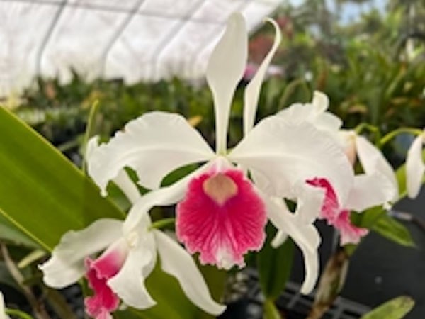 L Purpurata carnea’Cherry Pick’ x Bright Red Lip’ Live orchid plant 3B22