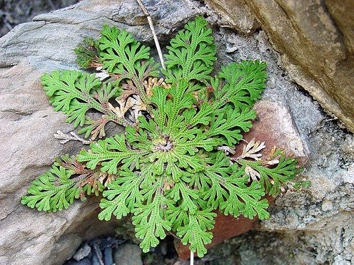 Rose of Jericho Resurrection Fern – Selaginella lepidophylla