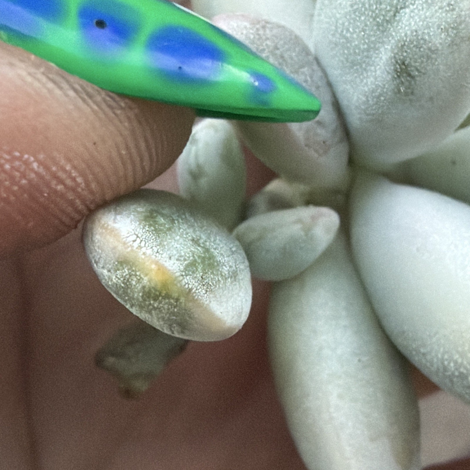 Cotyledon Orbiculata Succulent Cutting/Leaf Gray-Green, Drought Resistant