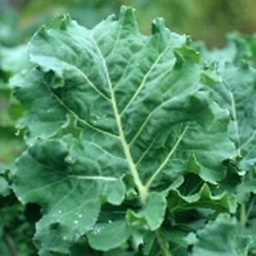Premier (Early Hanover) Kale Seeds | Heirloom / Non-GMO | Free Shipping | 1101