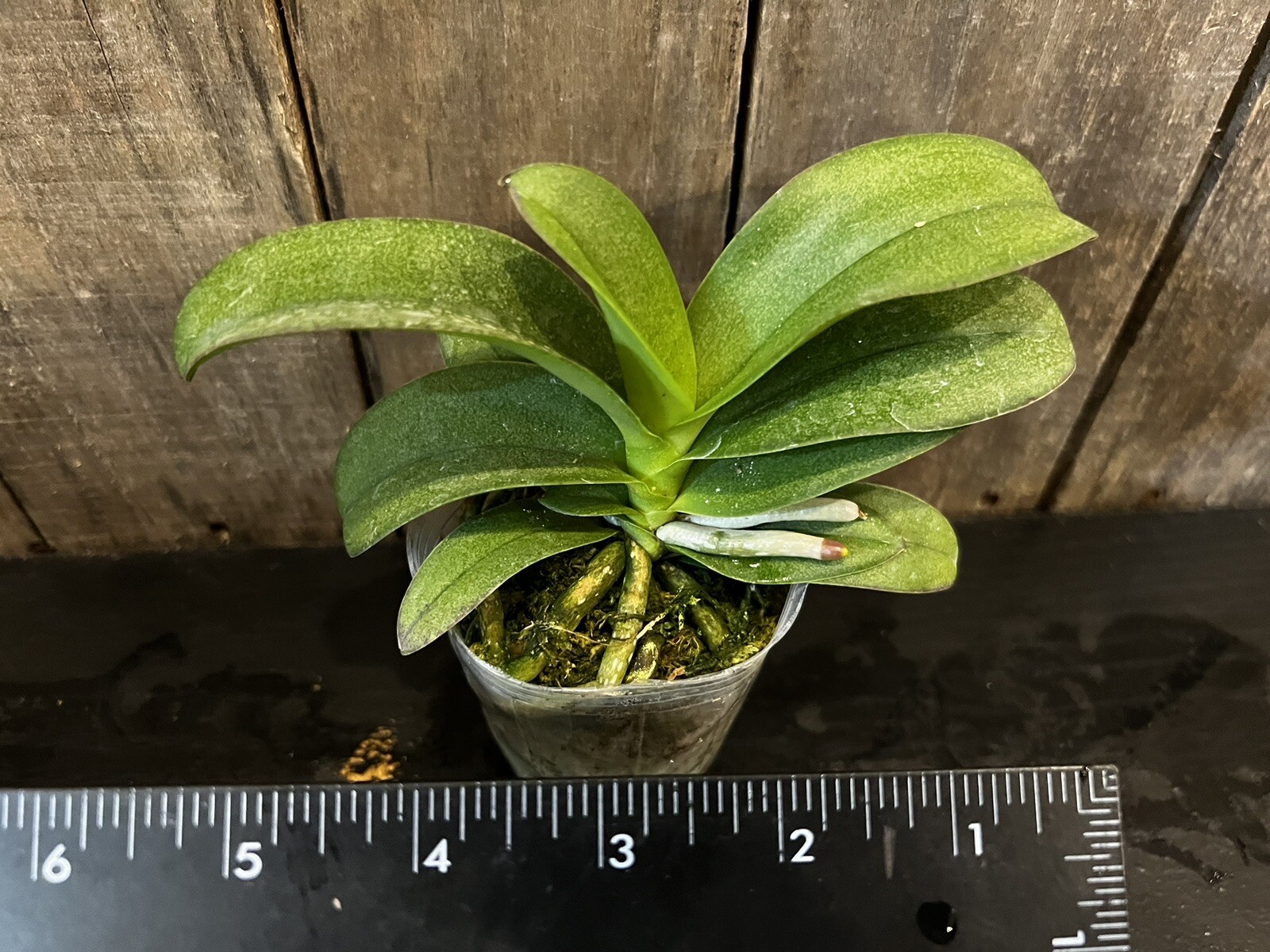 Vdnps. Pulcherrimin, Blooming Size, FREE Shipping