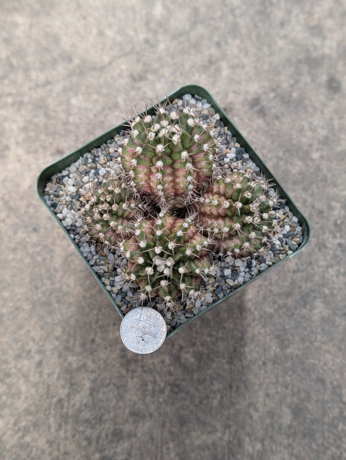 Gymnocalycium T-Rex 🤍 🩷 Bouquet Style, White & Pink Combo, shown in 3″ Pot